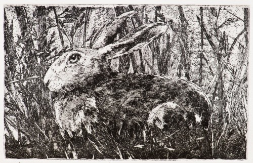Hare