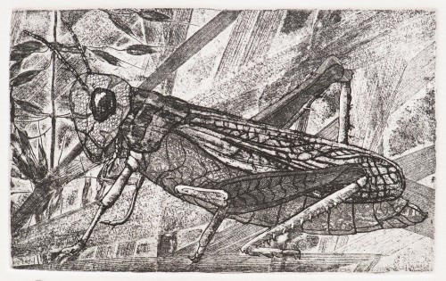 Grasshopper
