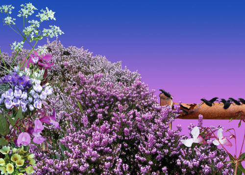 Heather