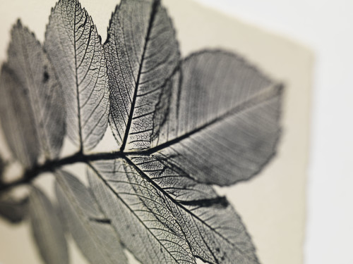 Plant Traces