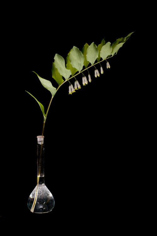 Polygonatum