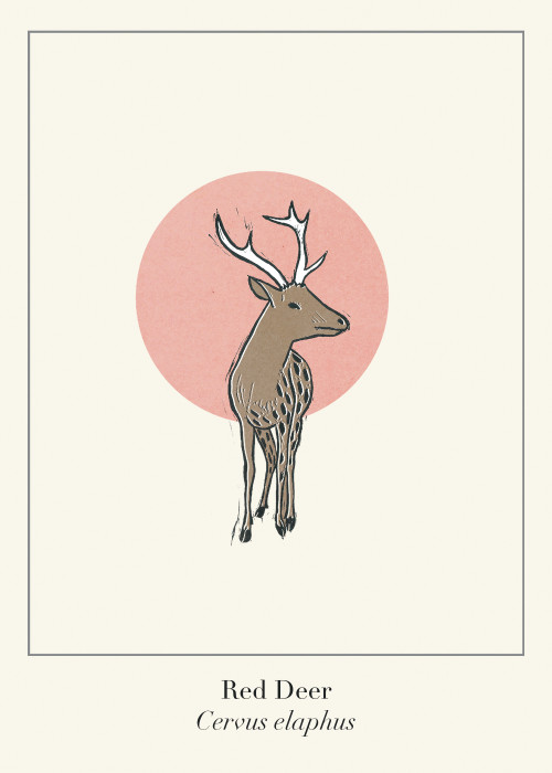 Protected Scottish Wild Animals- Red Deer
