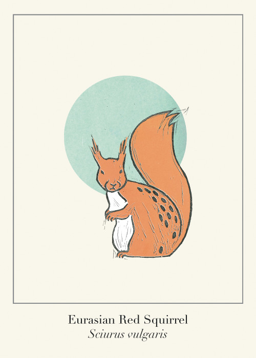 Protected Scottish Wild Animals- Red Squirrel