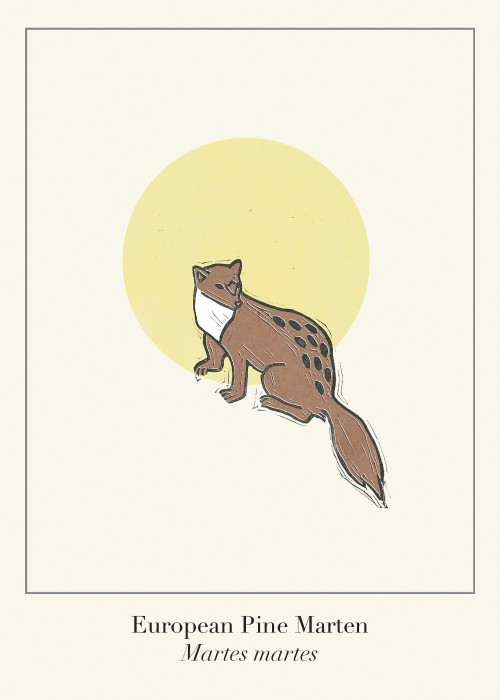 Protected Scottish Wild Animals- European Pine Marten