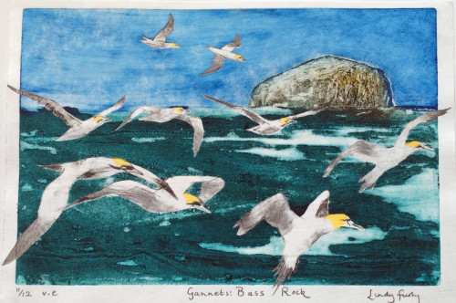 Gannets Bass Rock