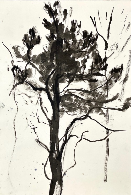 Scots Pine sketch, ink, Holyrood park,