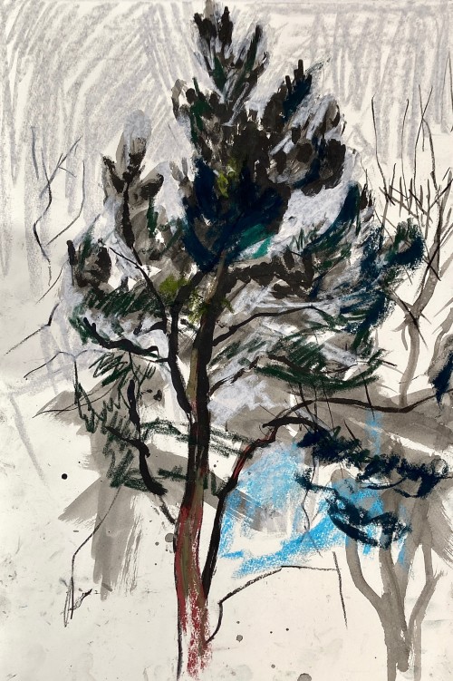 Scots Pine and winter sun
