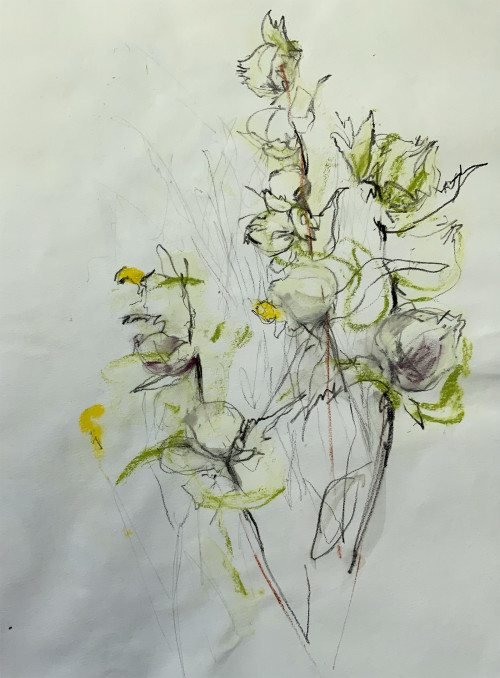 Yellow rattle (Rhinanthus minor) study III