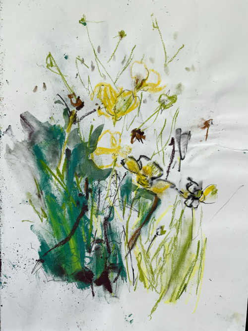 Buttercups in the meadow