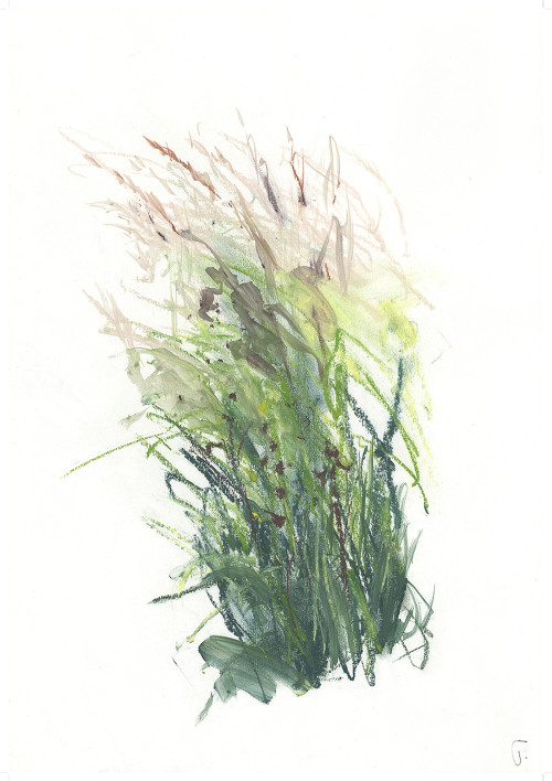 grasses in the meadow, bleaching