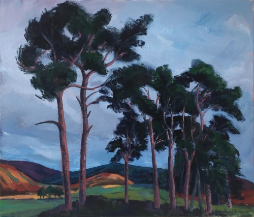 Scots Pine trees near Moffat, Scottish Borders' - Oil on canvas - 70x60 cm. -