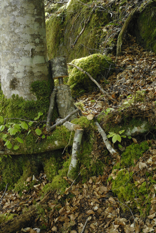 willow - beech wood