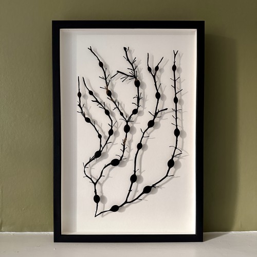 Pressed Egg Wrack Shadow Box