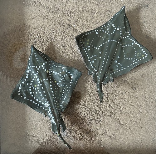 flapperskate