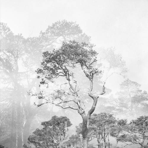 Glen Affric pine double exposure - 120 Film