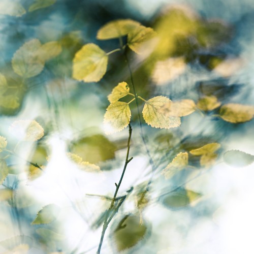 Tangled light - digital double exposure