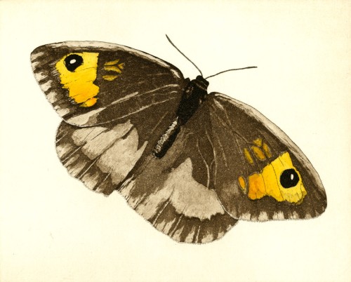 Meadow Brown