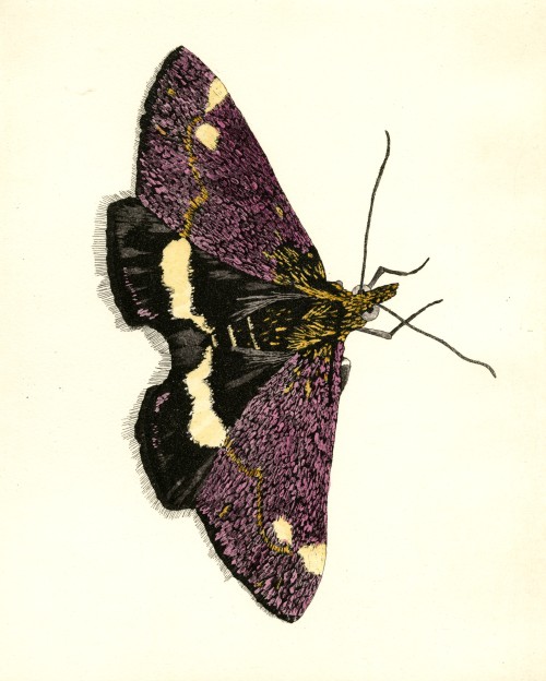 Small Purple and Gold