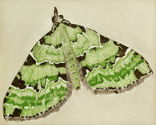 Green Carpet