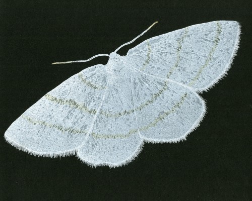 Common White Wave