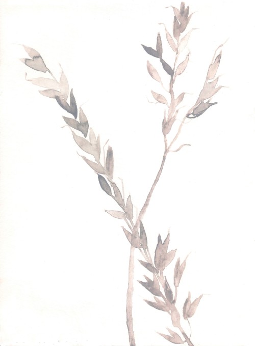 Oat Grass