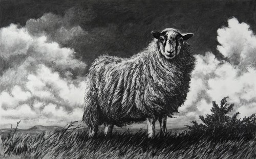Fleece and Sky