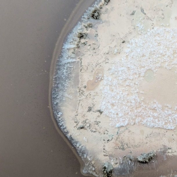 Osmosis Detail
