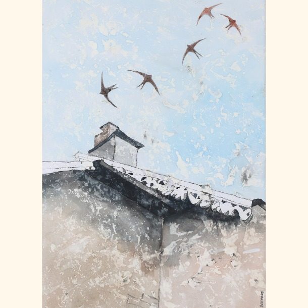 Swooping Swifts In Scotland