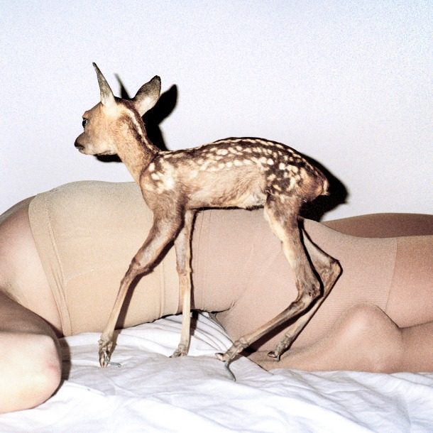Fawn