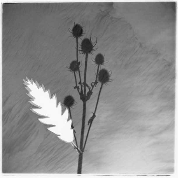 1 Thistle Victoria Filimonova