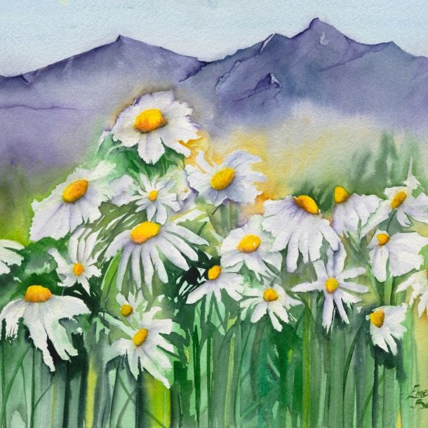 Highland Daisies