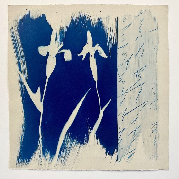 J.s.seileastair (wild Iris)
