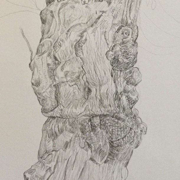 Cork Tree (detail)