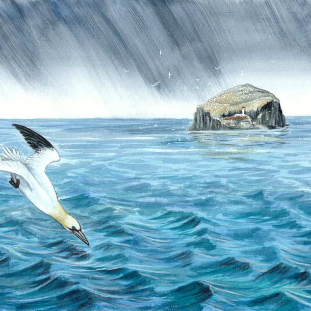 Gannet And Bass Rock