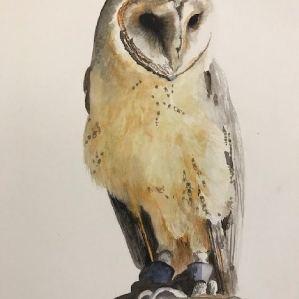 Owl 2