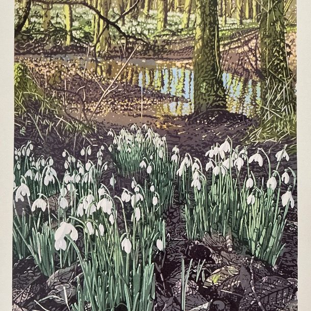 Snowdrops