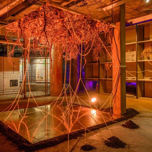 4. Future Landscapes Roots, Natural Roots, Cotton Rope, Aluminium Floor & Soil, 2023