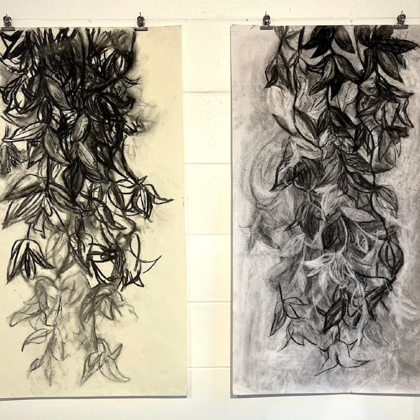 Alisonphilp Clematisfalling(charcoal 30x60cm)