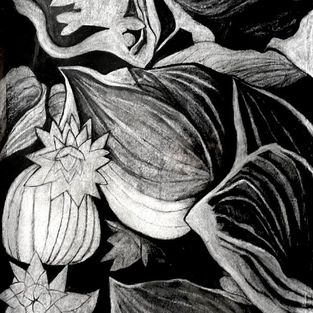 Alisonphilp Plantainlily(charcoalandchalk A3)