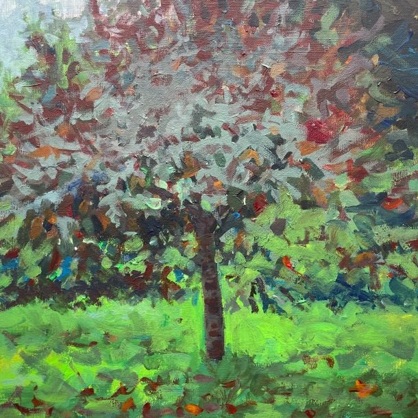 Autumn Colours Cherry Tree