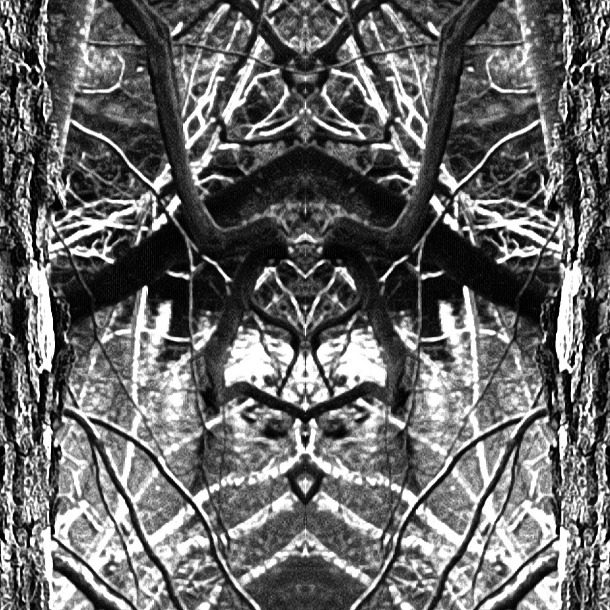 Branch Faces B&w 1crop