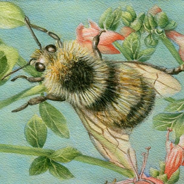Img 0682 Heather's Bee Final Web Opt Cropped Vas