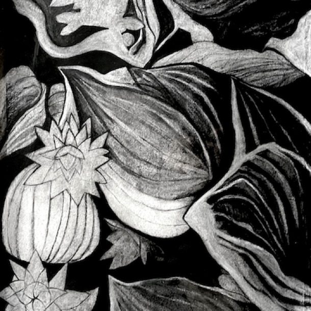 Alisonphilp Plantainlily Web