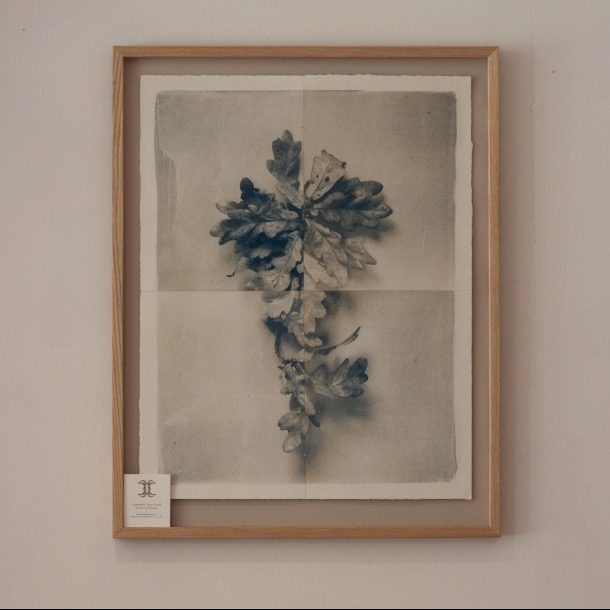 Framed Oak 1