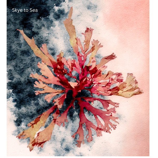 Seaweed Explosion (13 X 13 Cm)