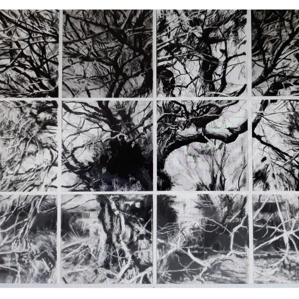Widey Oak Redact