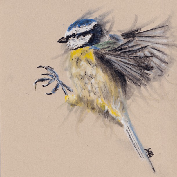 Vas Blue Tit Flight Square