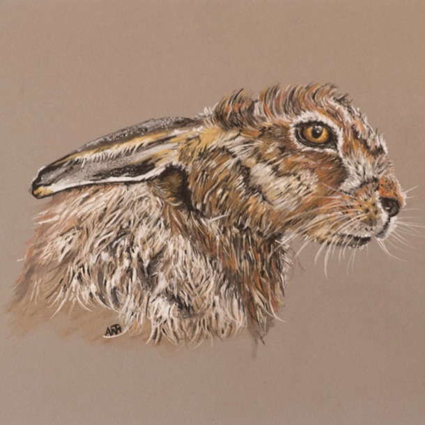 Vas Wary Hare Square
